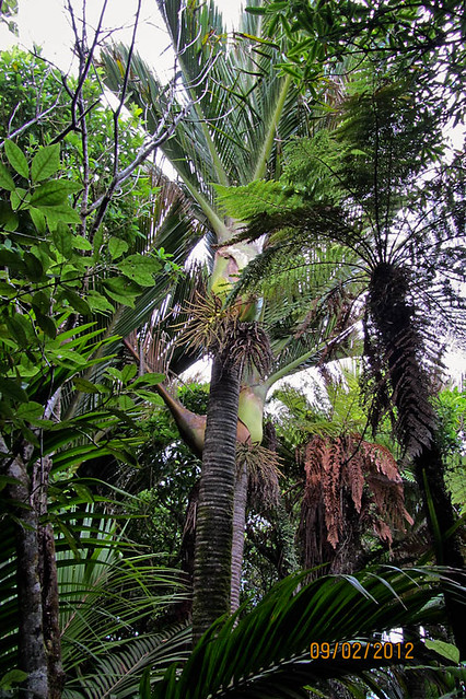 Lovely Palms