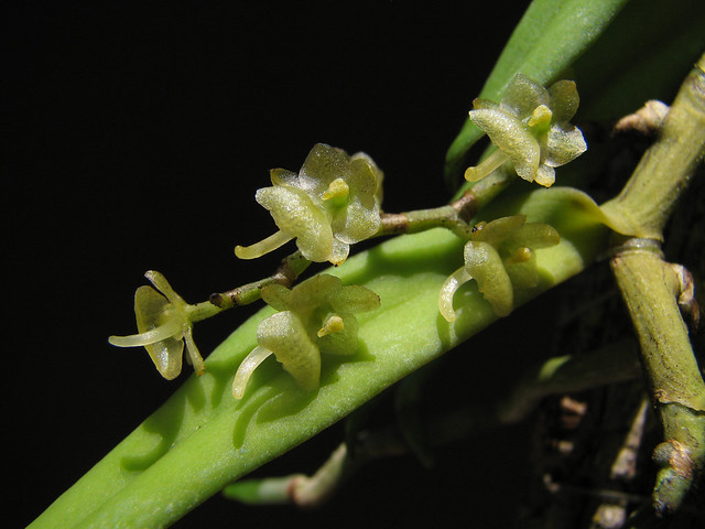 Rhipidoglossum xanthopollinium