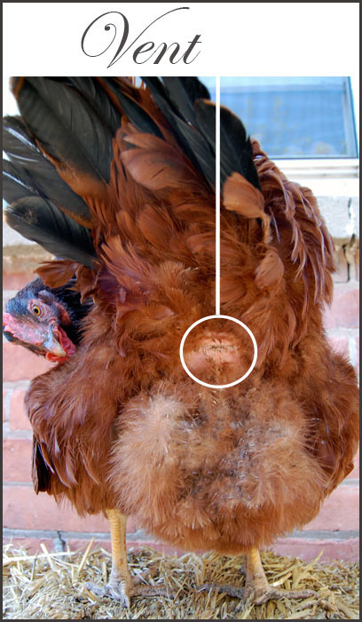 Anatomy Of A Chicken The Art Of Doing Stuff