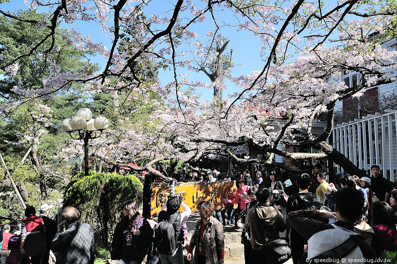 阿里山櫻花季52