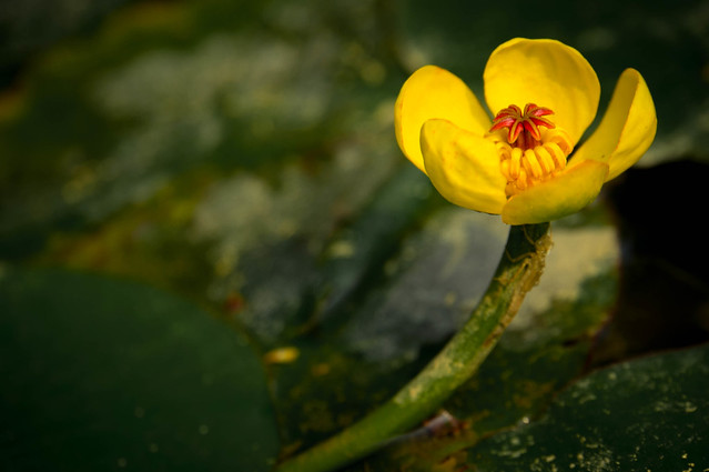 Yellow-Water-Lily-08148.jpg