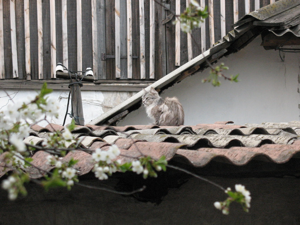 : Cat on the roof