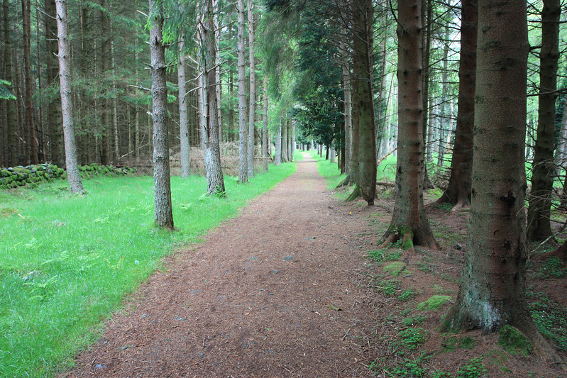 Forest Track