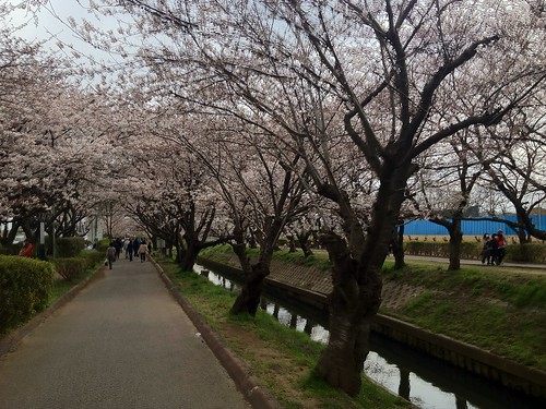 海老川ジョギングロードのサクラ Cherry Blossoms