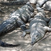 Coccodrilli di 3 metri a riposo (Rio Tumbes, Puerto Pizarrro)