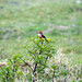 Un bel uccellino rosso nella laguna de Yahuarcocha