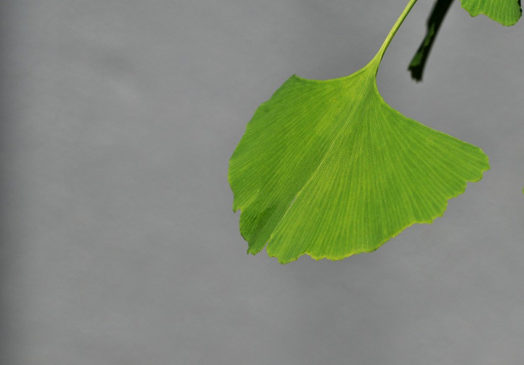 Bonsai Ginkgo Leaf by HorsePunchKid, on Flickr