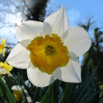 Backlighted Narcissus  - HAPPY EASTER !!!