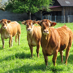 The Curious Cattle