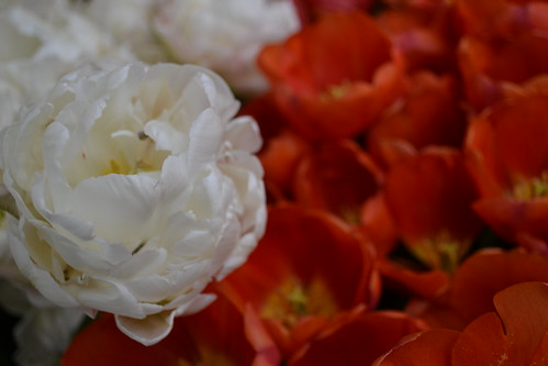 Keukenfoh tulips ©  Olga