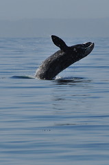 Breaching juvenile gray whale