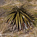 I cactus particolari del vulcano Azufrál