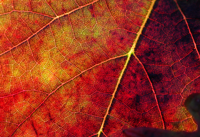 Autumn Arterial