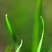 Grass composition
