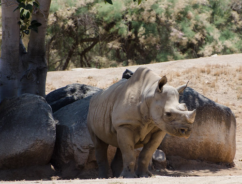 Black Rhino by pdpolena, on Flickr