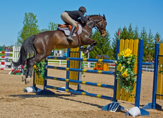 Equestrian Jump 1