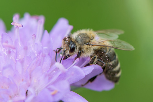 Honey Bee ©  kuhnmi