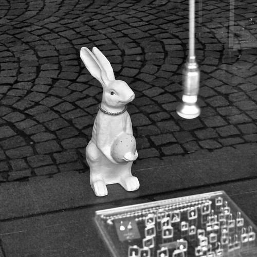 Dall'uovo nasce il coniglio, prodigi della zoologia ©  specchio.nero