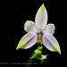 Phalaenopsis violacea v. coerulea