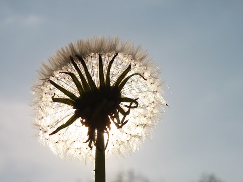 Dandelion-Fluff_Sun-Shining__104258 by Public Domain Photos, on Flickr