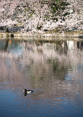 Waterfowl, Ueno Park, Tokyo, by Reed A. George