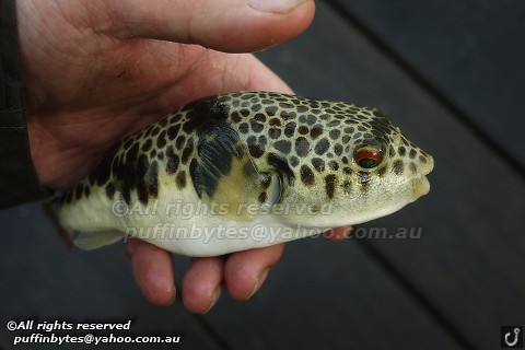 Smooth Toadfish - Tetractenos glaber