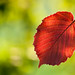 Scarlet Leaf