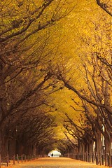Деревья гинкго, Япония