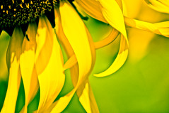 Part of The Sun, Sunflower