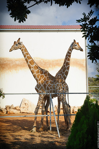 Two giraffe. ©  Evgeniy Isaev