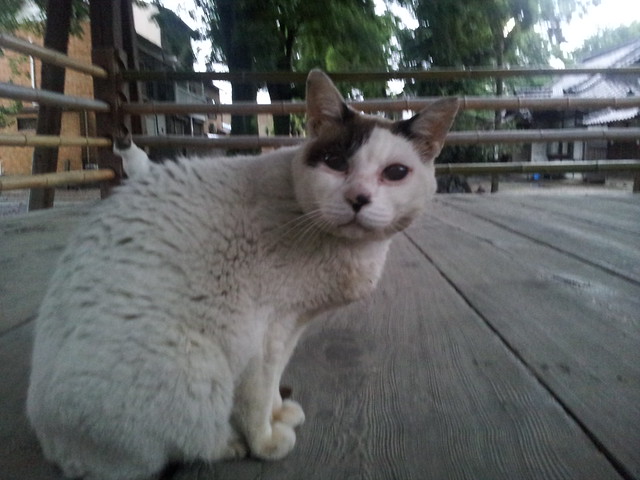 Today's Cat@2012-06-28