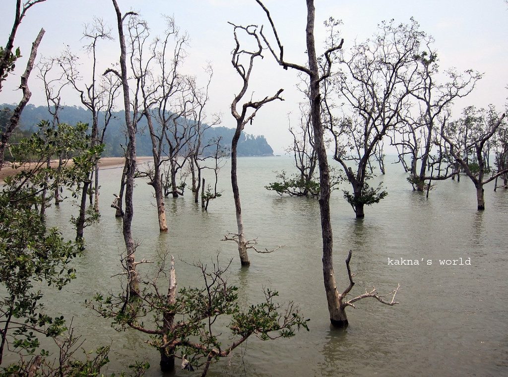 фото: Bako_mangrove01