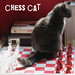 chess cat considering ...