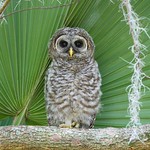 Barred Owl juvenile / young / fledgling / owlet / baby (Strix varia)