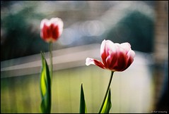 Two of a kind â€“ Tulips