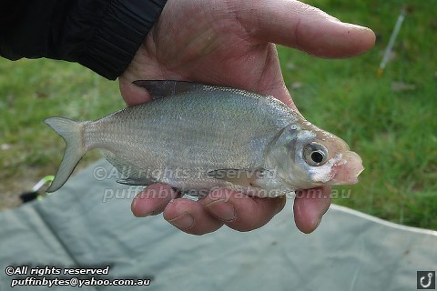 Species Fishing Blog: March 2012