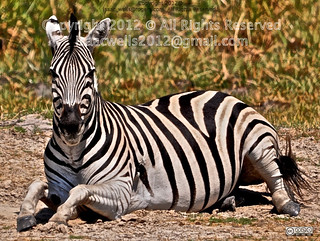 Zebra. BOTSWANA SAFARI CENTRAL KALAHARI. MOREMI GAME RESERVE RUN STATE GAME VIEWING SAFARI. 2011