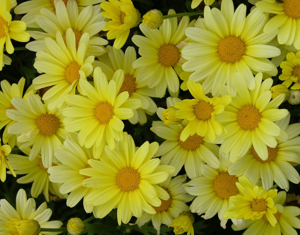 ... Annual Flower Trial Garden Releases List of Winning Flowers