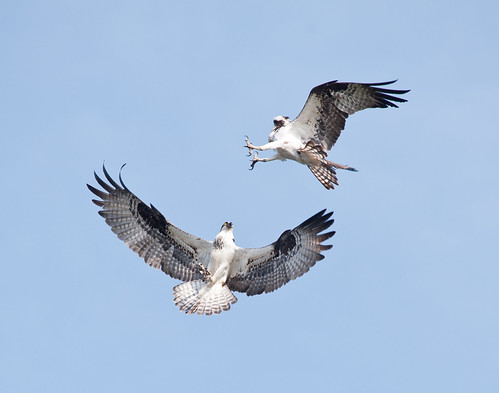 Ospreys, by Reed A. George