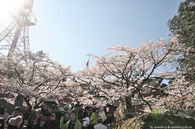 阿里山櫻花季48