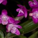 Dendrobium You Beaut x Den. kingianum - Craig Johnson