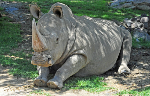 Angalifu the Northern White Rhinoceros m by warriorwoman531, on Flickr