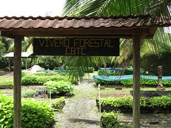 Vivero forestal