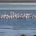 Aglomerado de flamingos