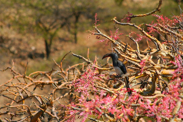 Hornbill resting up in a Boswellia sacra aka FRANKINCENSE tree Tigray Province, Ethiopia