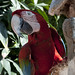 I bei pappagalli dell'Hostal España