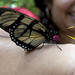 Una bellissima farfalla si posa sul braccio