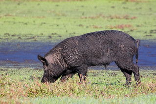 Wild hog at Myakka River State Park