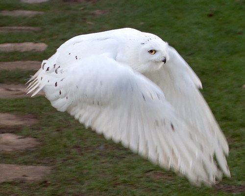 Snowy Owl in Flight by ahisgett, on Flickr