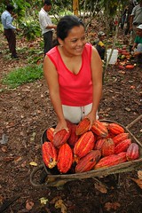 Ecuador: A Woman Harvests Cocoa Beans